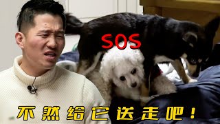 15歲老狗被5個月小狗欺負，訓犬師看完卻說誤會一場，幾句話就解決問題