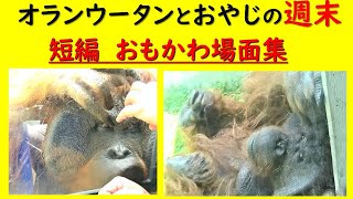 短編　おもかわ場面集：キューさん・オランウータン・動物園・多摩動物公園・癒やし・20230703-1　10：10～12：19