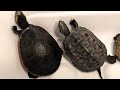 クサガメ迎え入れてから約3ヶ月。※説明読んでねʚ🐢ɞ