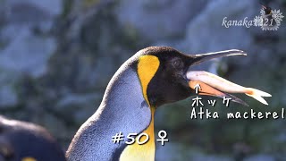 旭山動物園 ガッツリ食べますキングペンギンのお食事-King Penguin