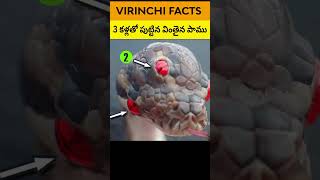 🔵 3 కళ్లతో పుట్టిన వింతైన పాము | 3 eyes python | python snake