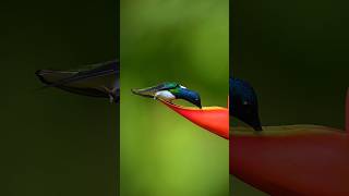 White-necked jacobin, Costa Rica. #shorts #birds