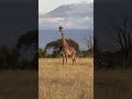 Giraffe with Mt. Kilimanjaro Backdrop @Amboseli National Park #music #travel #kenya #amboseli #reel