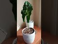 quÉ le pasa a mi alocasia amazÓnica