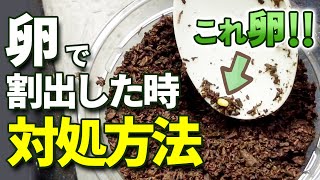 【クワガタ・カブトムシ】卵で割り出してしまった時の対処方法について専門店が解説します！