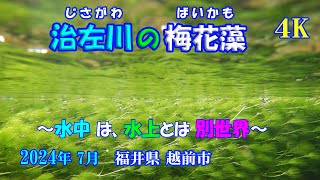 【治左川の梅花藻】の水中映像 【4K】 水中は水上とは別世界！【Plum blossom algae of Jisa River】 July 18 , 2024 0