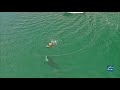 Inquisitive Orca Interacts With & Blows Bubble At Kneeboarder, New Zealand (Highlights Version)