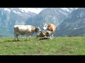 Cows in the Swiss Alps