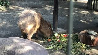 野菜や草を食べる(井の頭自然文化園)