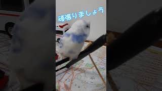 小さな救命士ぴっちゃんです🚑限界でも気合いで頑張るぴっちゃんです🐦 #セキセイインコ #限界