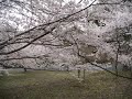 曇天のさくらたち　① 直方いこいの村周辺　風景写真館　福岡県直方市畑