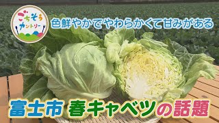 ごちそうカントリー～やわらかくて甘みがあり、生でも加熱してもおいしい万能選手！富士市から「春キャベツ」の話題～