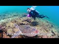 stay and dive snorkel @ manukan island with downbelow adventures