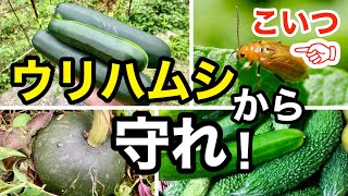 ウリハムシから守れ！（キュウリ、ゴーヤ、カボチャ、ズッキーニ）【自然農で家庭菜園2022】