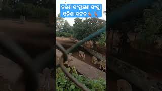 ହରିଣ ନଦିଏ‌ ଧରା🦌🦌🦌