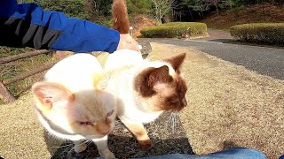 ダムの側のベンチに座ったら野良猫が集まってきた