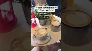 Kocia kawiarnia w Warszawie 💕 Miau cafe na ulicy Naruszkiewicza 30 😻 #kociakawiarnia #kot #miau