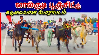 பூஞ்சிட்டு மாடு லால்குடி திருச்சி மா 22/01/2023 ponchittu lalgudi ksk rekla race ksk rekla race