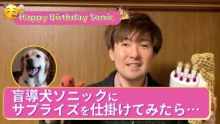 【サプライズ】愛するパートナー盲導犬ソニックにバースデー🎂ドッキリを仕込んでみたら…💓