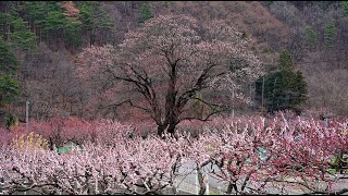 一目十万本 千曲市のあんずの里に・4K