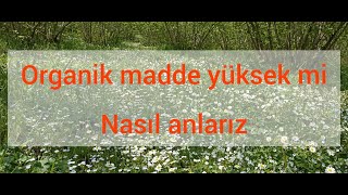 Fındık bahçenizin organik maddesini nasıl anlarsınız ?