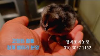 건강한 청계 병아리 분양, 청계 종계농장, 2024,5,26,