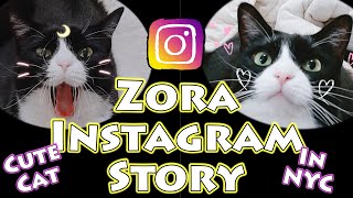 【Instagram Cat】 Instagram story Zora Cute cat video2!!!【猫動画】