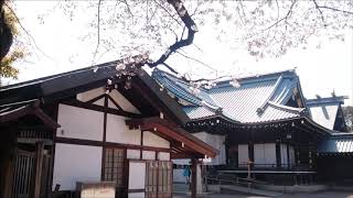 【東京都】お花見散歩 ［靖国神社編］