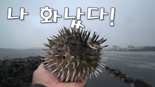 제주 원담 #복어 #가시복