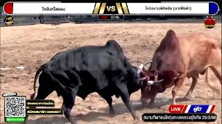 ไฮไลท์วัวชน7 โคสิงห์โตแดง vs โคนิลงามพิชิตช