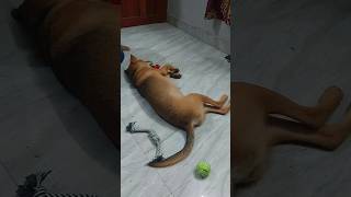 എനിക്ക് ഡോക്ടർ ആവണം എന്നാണ് ഞാൻ പറഞ്ഞത്#shortvideo #funny #viral 😃😃😃