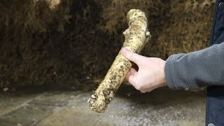 AgweekTV: Silver Spring Foods Largest Producer of Horseradish