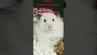 Кринж# иза чего# мем# #кринж пон#кринж saikal#$