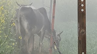 गौ माता की हो रही दुर्गति किसान परेशान प्रशासन बेपरवाह