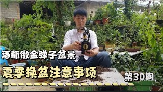 用废弃的酒瓶做一盆金弹子盆景，省钱又好看，夏季换盆需注意！！