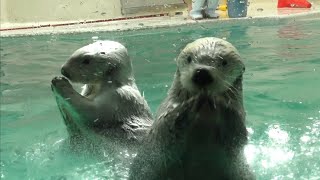 ラッコ　メイちゃんとキラちゃん　そろってガラスをコンコンします　【鳥羽水族館】Sea otter Mei-chan Kira-chan Toba Aquarium