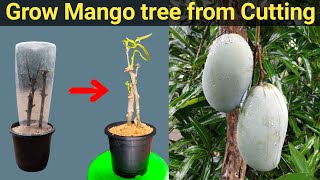 Easily grow mango tree from cutting | आम का डाल से नया पौधा लगाने का तरीका