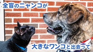 全盲のニャンコと、彼にそっと寄りそう大きなワンコ！ 障害も種も超えた家族の絆にほっこり……♡