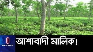 কেন চা নিয়ে আশাবাদী বাগান মালিকরা? || Moulovibazar Tea Garden