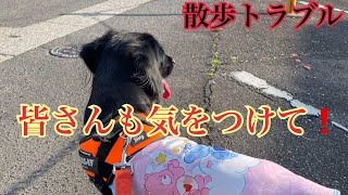 愛犬が散歩中に犬に噛まれました…  #dog #愛犬 #犬のいる暮らし #トラブル#事故#お散歩#愛犬事情#犬の喧嘩#愛犬#怪我