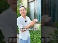 2 阳绿小圈圈，取条贵妃手镯真不容易 翡翠 翡翠手镯 翡翠手镯定制