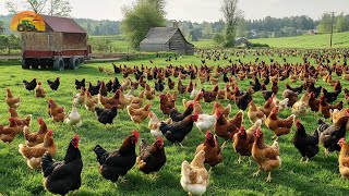 How American Farmers Raise Millions of Chickens | A Farmer's Success Story