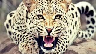 leopard/pictures/video