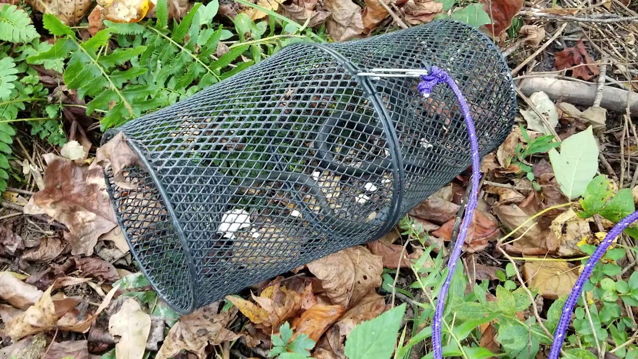 Catch Snake With Minnow Trap Black Snake Georgia - YouTube