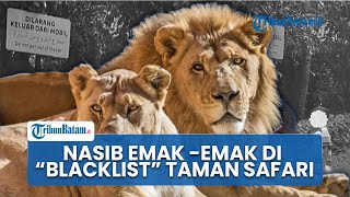 Langgar Aturan di Taman Safari, Emak-Emak dan Anaknya Kena Blacklist