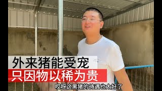 【搞笑孟文明】老孟养猪记，外来猪在猪舍受宠，只因品种稀少肉好吃