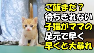 ご飯が待ちきれない子猫たちがママの足元で大暴れ【赤ちゃん猫　保護猫】