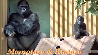 ２児の父モモタロウ！育メンへの道 4⭐️ゴリラ Gorilla【京都市動物園】The road to becoming a good father 4