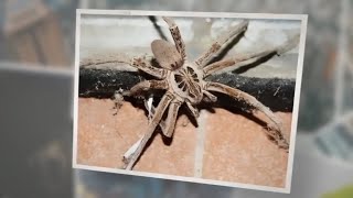 What Do Wolf Spiders Eat? 8 Favorite Foods!
