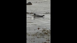 Seal relaxes for 25 minutes